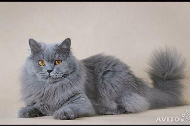 Файл:Image-1440488193.jpg