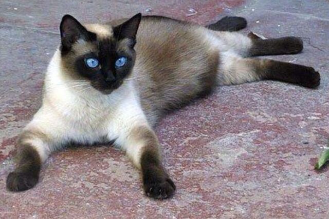 Файл:Image-1438579800.jpg