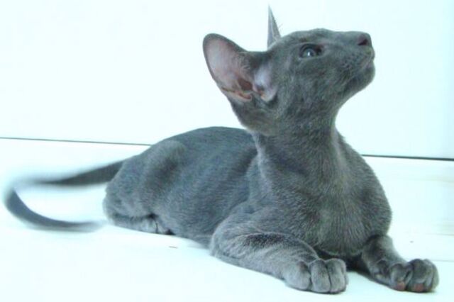 Файл:Image-1440830311.jpg