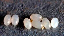 Bloxi-u-koshek-8.jpg