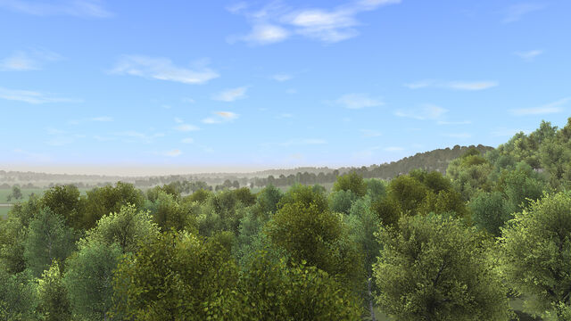 File:Big trees.jpg
