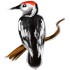 Дят.png
