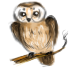 Сова.png