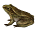 Лягушка.png