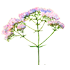 61.png