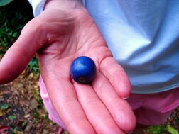 Krocciarind nut