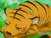TigerKisa.jpg