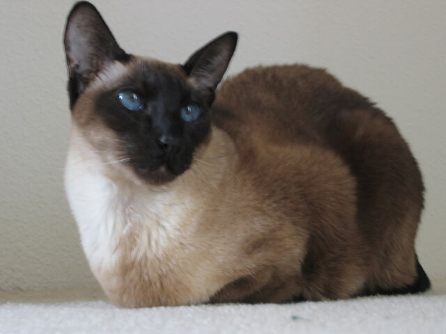 File:Kat-siamees-modern.jpg