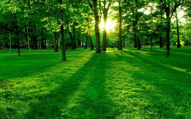 File:Green nature.jpg