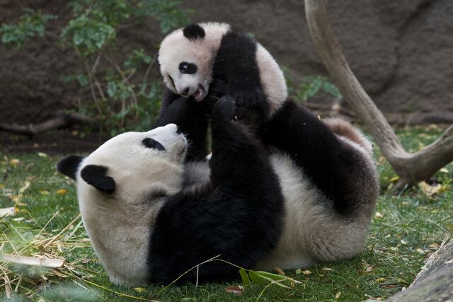 File:Panda yunzi baiyun.jpg