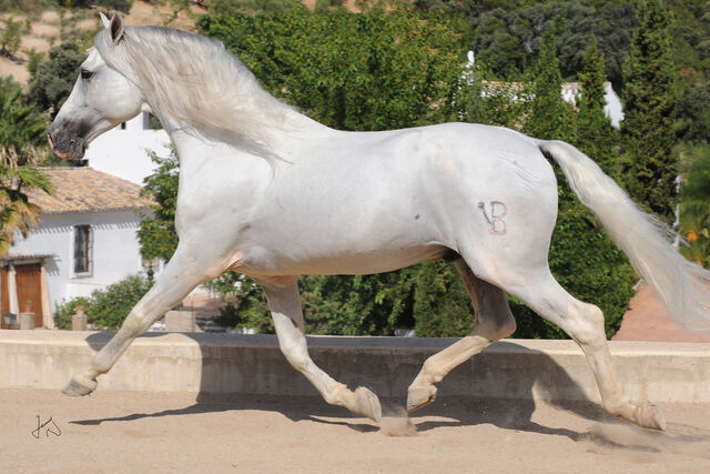 File:DSC 8318-copia1.jpg