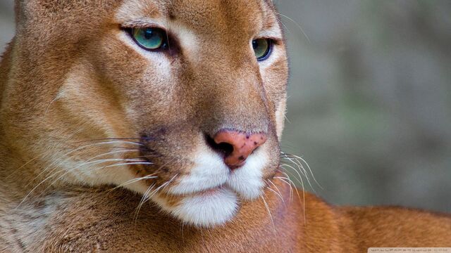 File:Puma 3-wallpaper-1920x1080.jpg
