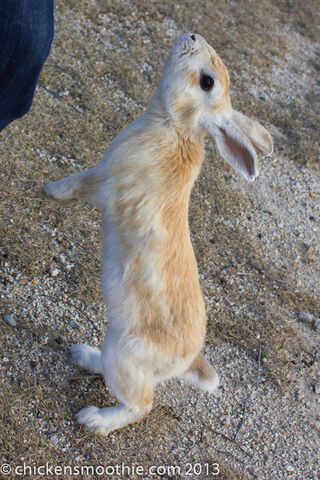 File:Chickensmoothiedotcom photos -54-L.jpg