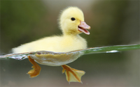 Cute duck