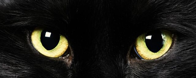 File:Cat-pictures-black-cat-577.jpg