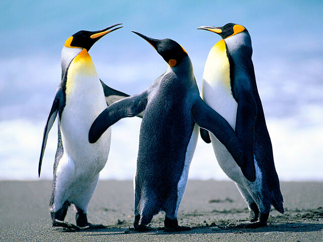 File:Penguins225744.jpg