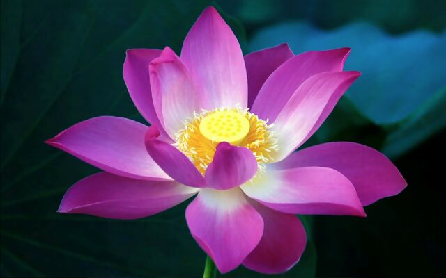 File:Amazing Water Lily flower beautiful (15).jpg