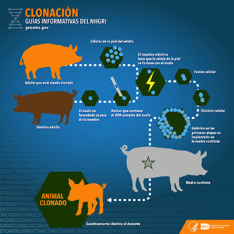 File:Clonacion.jpg