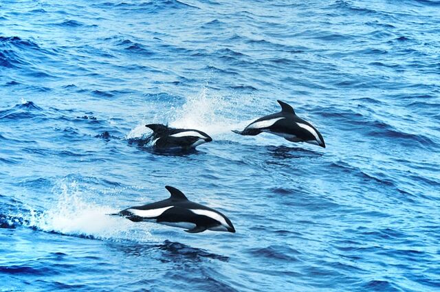 File:Hourglass dolphins.jpg