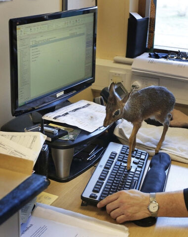 File:Dik-dik 07-28-15.jpg