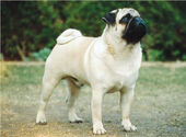 Cute-pug-wallpaper