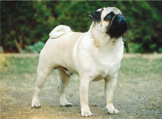 File:Cute-pug-wallpaper.jpg