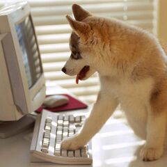 Dog at computer