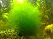Images (4)
