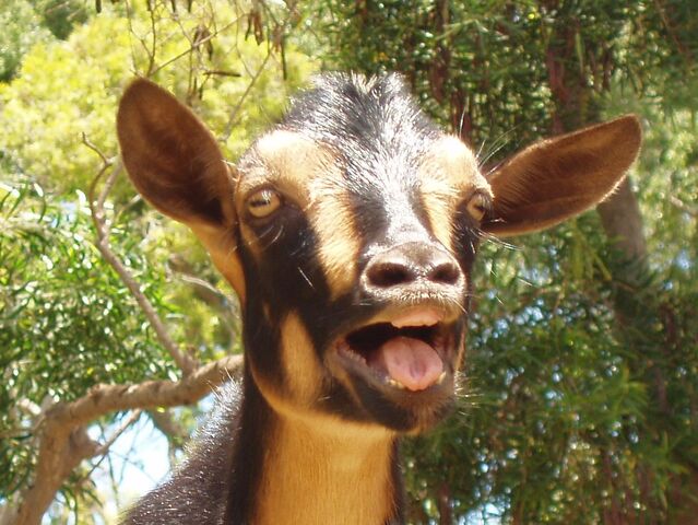 File:Copy of Laughing Goat.jpg