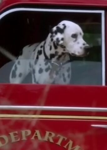 File:Pongo.jpg