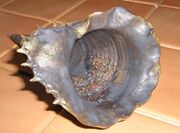 Sepiolita117casa0.jpg
