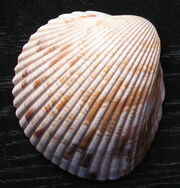Dinocardium robustum