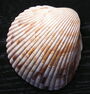 Dinocardium robustum