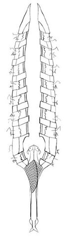 File:Imperial wings 2H.jpg