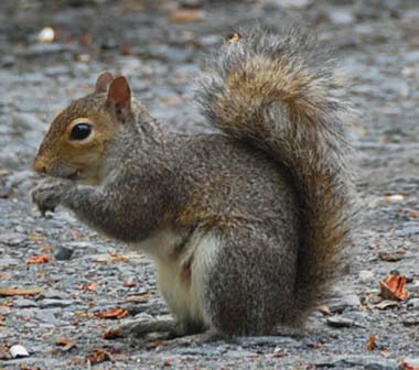 File:Squirrel-gray.jpg