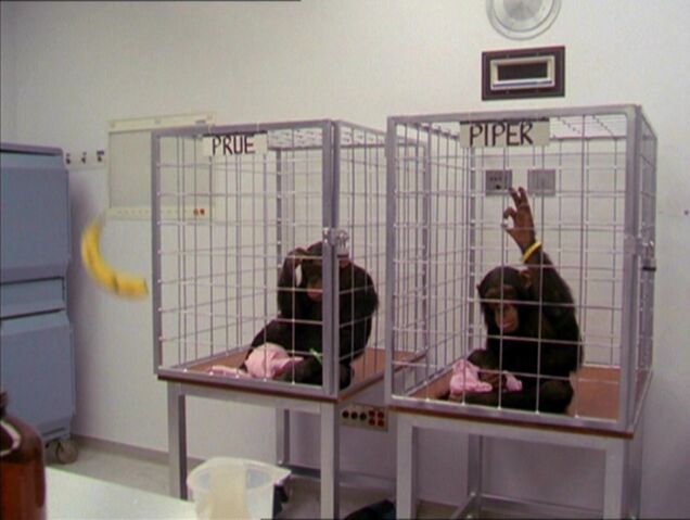 File:MonkeyBanana.jpg