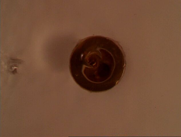 File:Gram'sRingDoqwnDrain.jpg