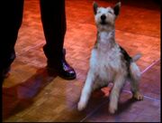 6x17-Dog