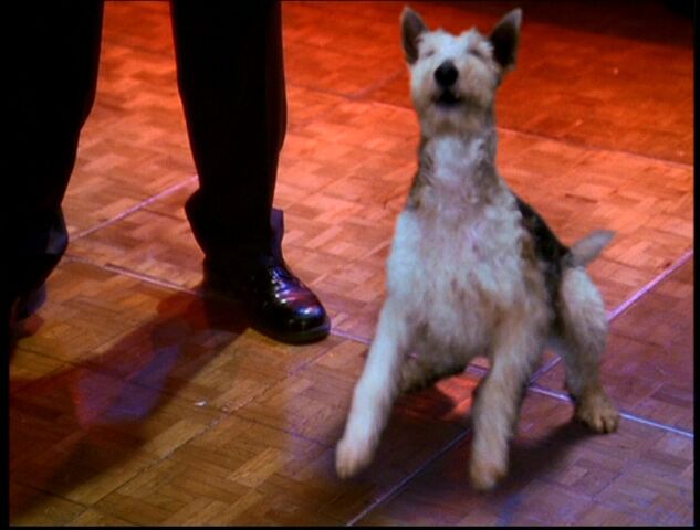 File:6x17-Dog.jpg