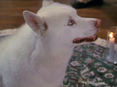 Фајл:Prue=dog.jpg
