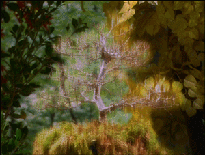 BillieProjectionOnPlant.gif
