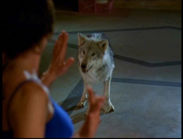 File:6x14-Wolf.jpg