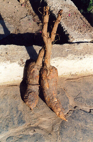 File:Mandrake.jpg