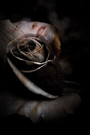 BlackRose