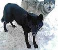 MCAIOSWVJCA3RZI65CAJ2I9S5CAJM0N70CAEBZLNOCA5XU3TRCANQQTPFCAI5Z4Z7CAS4U7DKCAI455MMCAC4LLDFCAVTQ9G3CA4BNOR3CAD3KTY3CAIRWCLCCAXB5MROCAIS1QS0CA6NYG4FCA13VDD6