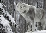 White-wolf-big