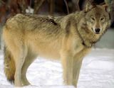 Wolf8 2