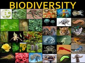 Biodiversity