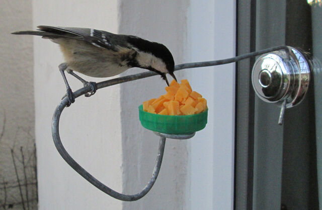 File:Feeder.jpg
