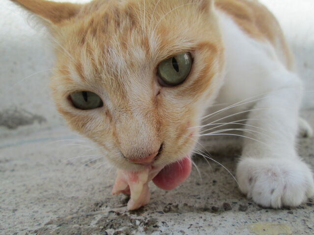 File:IMG 0128 - Copy.jpg